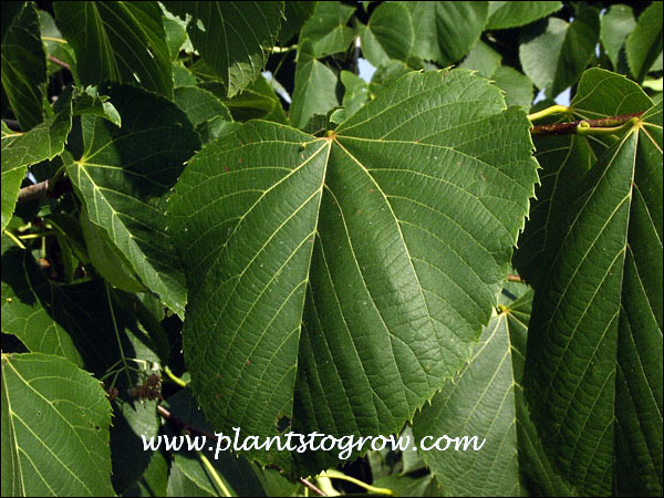 The serrated leaves have a truncated base. My neighbor had a Basswood in their yard and it would sucker from the base.  The leaves on the suckers were 2-3 times the size of the normal leaf.